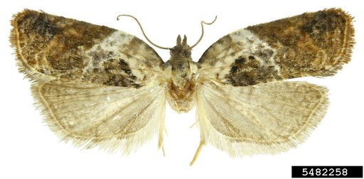 Tortricid Moth