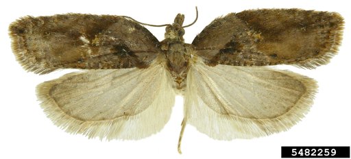 Tortricid Moth