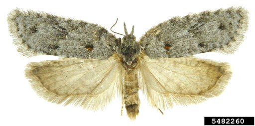 Tortricid Moth