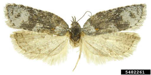 Tortricid Moth