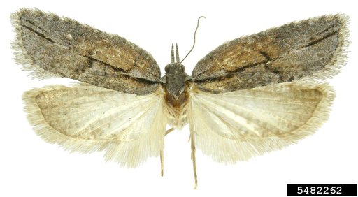 Tortricid Moth
