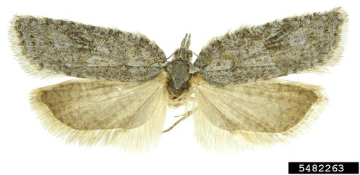Tortricid Moth