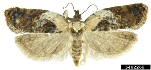 Garden Rose Tortricid Moth