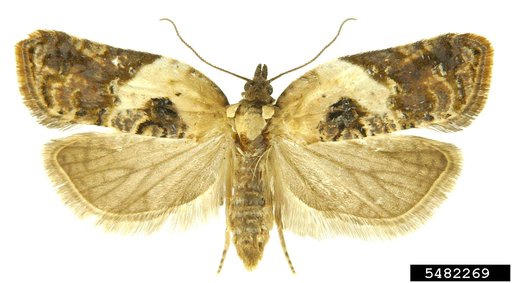 Garden Rose Tortricid Moth