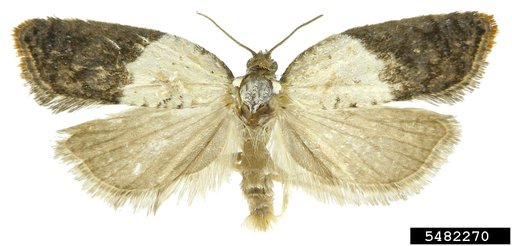 Garden Rose Tortricid Moth