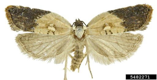 Garden Rose Tortricid Moth