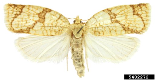 Tortricid Moth