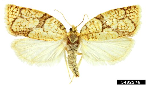 Tortricid Moth