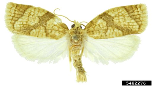 Tortricid Moth