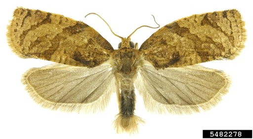 Summer Fruit Tortrix Moth