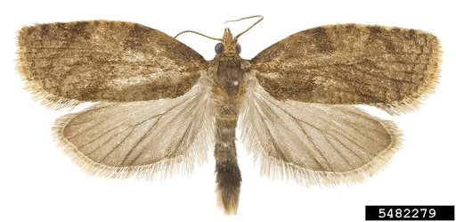 Summer Fruit Tortrix Moth
