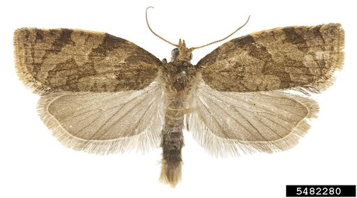 Summer Fruit Tortrix Moth