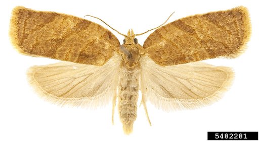 Summer Fruit Tortrix Moth