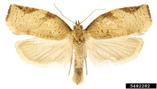 Summer Fruit Tortrix Moth