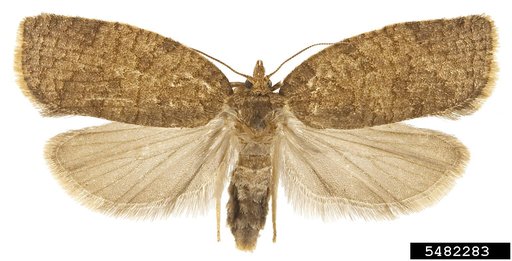 Summer Fruit Tortrix Moth