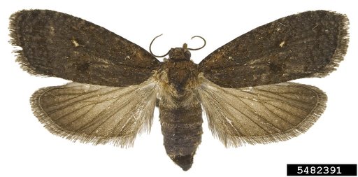 Tortricid Moth