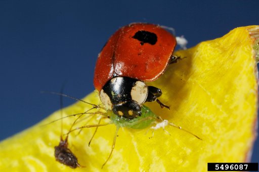 two-spotted lady beetle