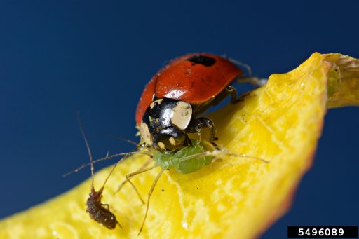 two-spotted lady beetle