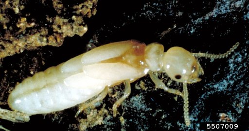Eastern Subterranean Termite