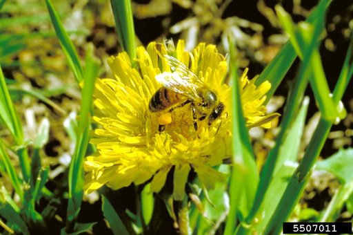 Honey Bee