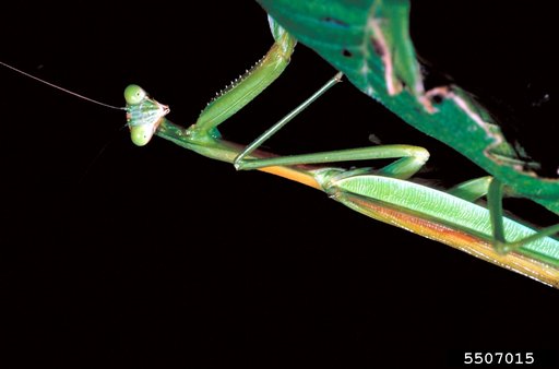 Carolina Mantid