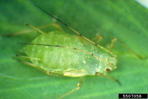 Pea Aphid
