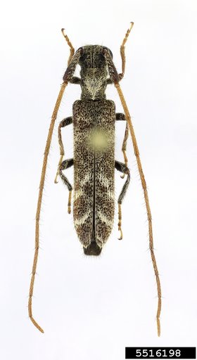 longhorned beetle