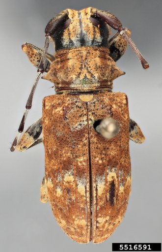 longhorned beetle