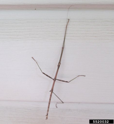 walkingstick
