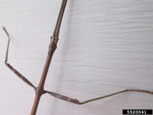 walkingstick