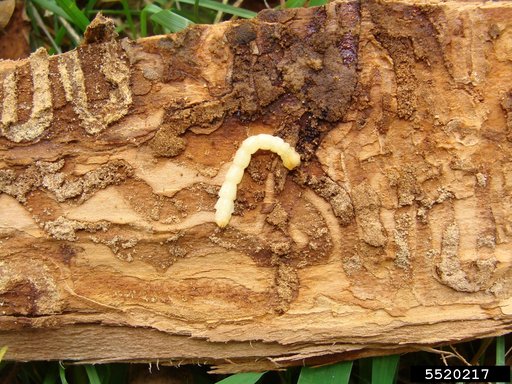 Emerald Ash Borer