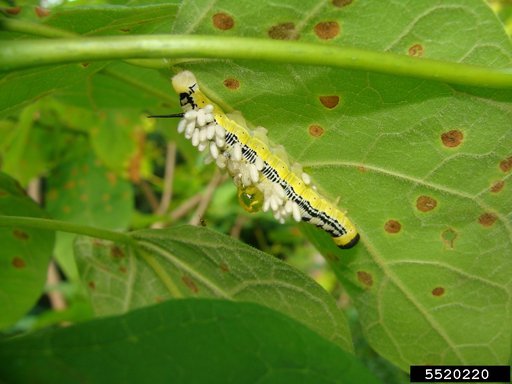 Braconid Wasp