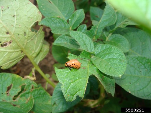 Colorado Potato Beetle