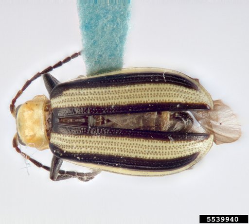 western striped cucumber beetle
