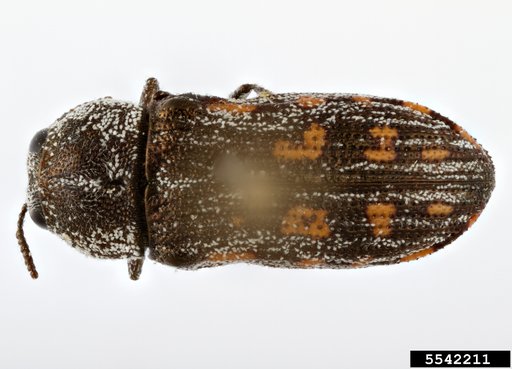 metallic wood-boring beetle