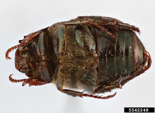 Shining leaf chafer