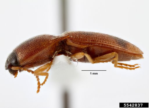 click beetle