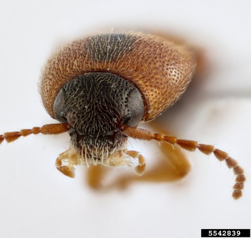 click beetle