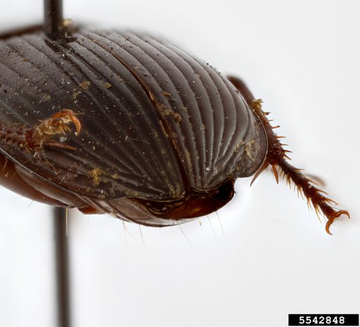 click beetle