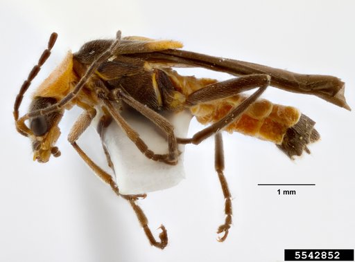 soldier beetle