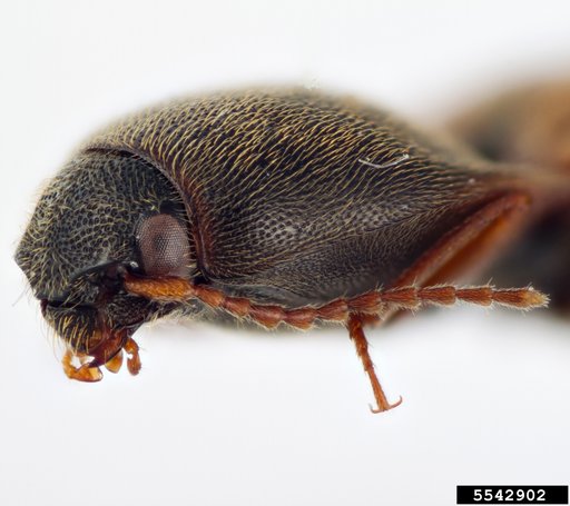 click beetle