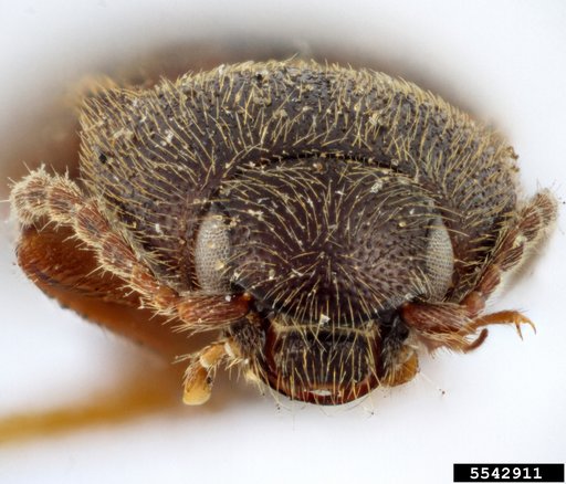 click beetle