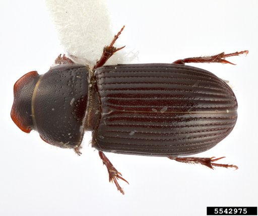dung beetle