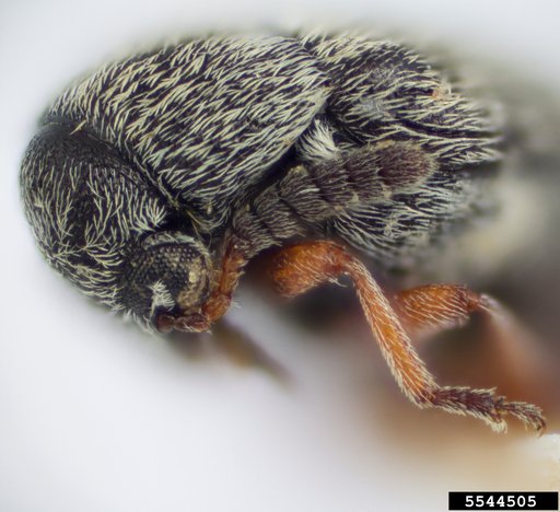 Bean weevil