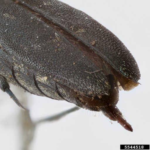 metallic wood-boring beetle