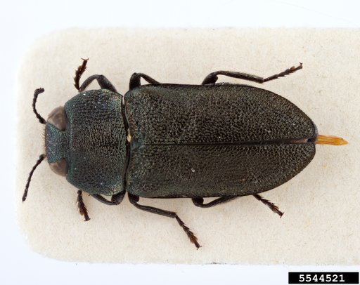 metallic wood-boring beetle