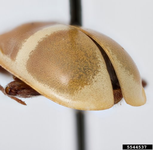 leaf beetle