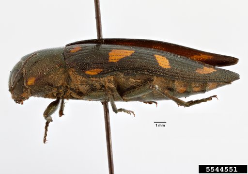 metallic wood-boring beetle