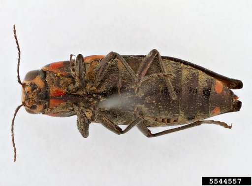 metallic wood-boring beetle