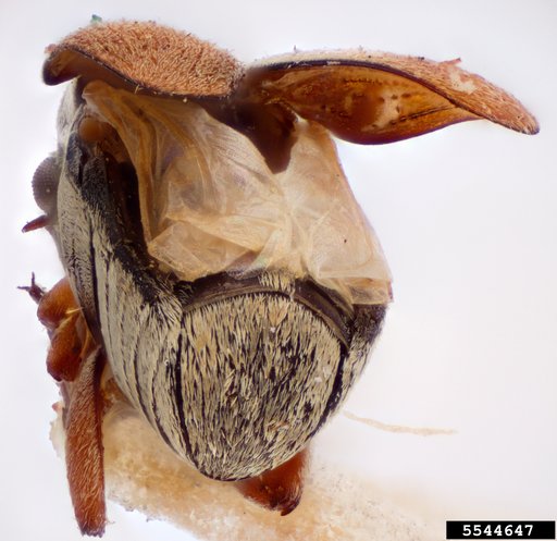 Bean weevil